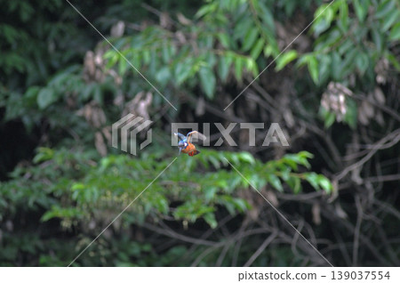 Saitama Prefecture, Sayama City, Chikozan Park, Kingfisher (Kingfisher) Saitama Prefecture, Sayama City, Chikozan Park, Kingfisher (Kingfisher) 139037554