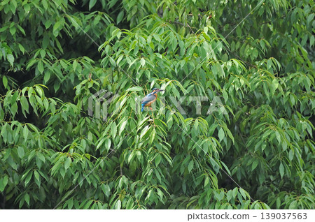 Saitama Prefecture, Sayama City, Chikozan Park, Kingfisher (Kingfisher) Saitama Prefecture, Sayama City, Chikozan Park, Kingfisher (Kingfisher) 139037563
