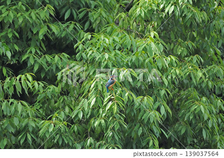 Saitama Prefecture, Sayama City, Chikozan Park, Kingfisher (Kingfisher) Saitama Prefecture, Sayama City, Chikozan Park, Kingfisher (Kingfisher) 139037564