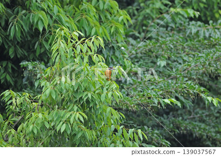 Saitama Prefecture, Sayama City, Chikozan Park, Kingfisher (Kingfisher) Saitama Prefecture, Sayama City, Chikozan Park, Kingfisher (Kingfisher) 139037567