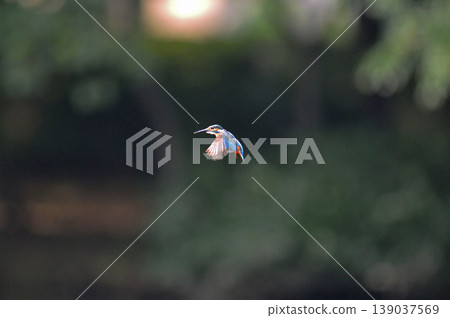 Saitama Prefecture, Sayama City, Chikozan Park, Kingfisher (Kingfisher) Saitama Prefecture, Sayama City, Chikozan Park, Kingfisher (Kingfisher) 139037569