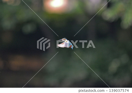 Saitama Prefecture, Sayama City, Chikozan Park, Kingfisher (Kingfisher) Saitama Prefecture, Sayama City, Chikozan Park, Kingfisher (Kingfisher) 139037574