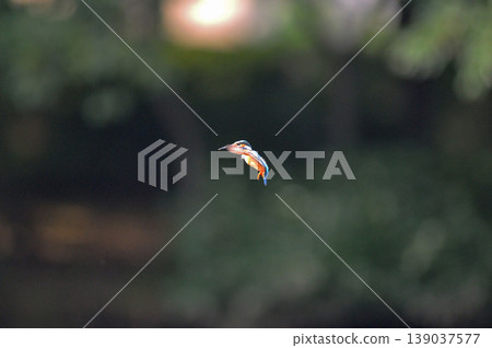 Saitama Prefecture, Sayama City, Chikozan Park, Kingfisher (Kingfisher) Saitama Prefecture, Sayama City, Chikozan Park, Kingfisher (Kingfisher) 139037577