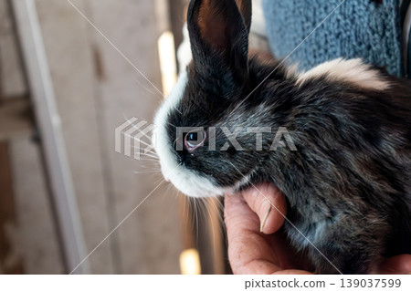 Baby rabbits in a rabbit hutch, cuniculus Baby rabbits in a rabbit hutch, cuniculus 139037599