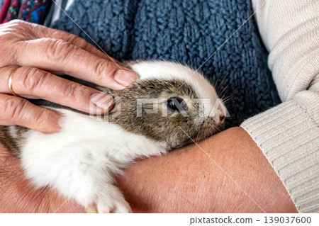 Baby rabbits in a rabbit hutch, cuniculus Baby rabbits in a rabbit hutch, cuniculus 139037600