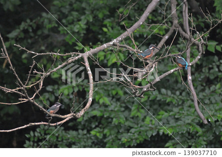 Saitama Prefecture, Sayama City, Chikozan Park, Kingfisher (Kingfisher) 139037710