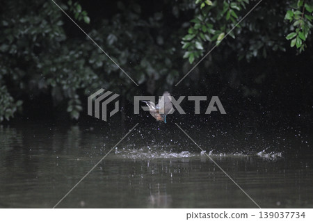 Saitama Prefecture, Sayama City, Chikozan Park, Kingfisher (Kingfisher) 139037734