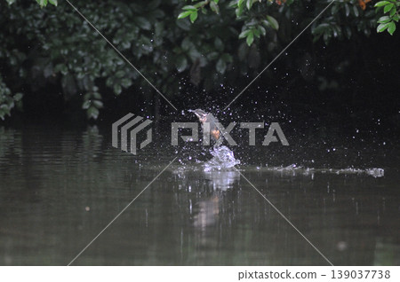 Saitama Prefecture, Sayama City, Chikozan Park, Kingfisher (Kingfisher) 139037738