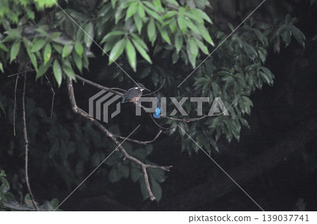 Saitama Prefecture, Sayama City, Chikozan Park, Kingfisher (Kingfisher) 139037741