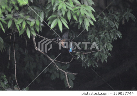 Saitama Prefecture, Sayama City, Chikozan Park, Kingfisher (Kingfisher) 139037744