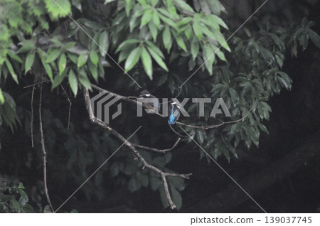 Saitama Prefecture, Sayama City, Chikozan Park, Kingfisher (Kingfisher) 139037745