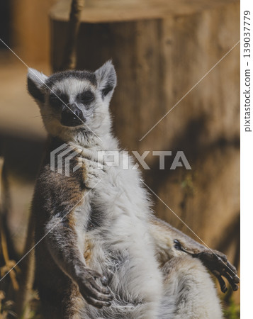 cute primate lemur enjoying the zoo environment 139037779