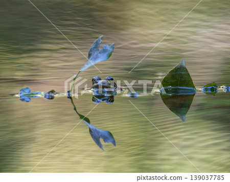 frog in the pond frog in the pond 139037785
