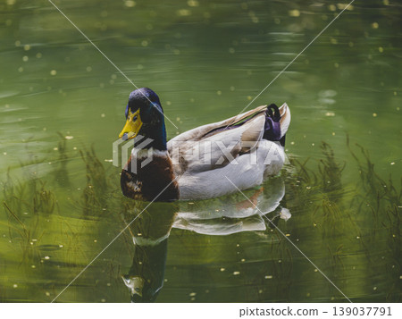 a cute duck in the lake a cute duck in the lake 139037791