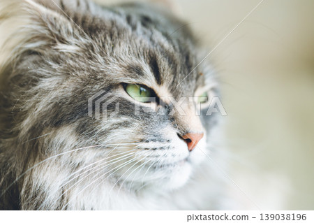 Close-up portrait of a fluffy gray domestic cat with long fur and green eyes, displaying a thoughtful and calm expression. Shot in natural light. Close-up portrait of a fluffy gray domestic cat with long fur and green eyes, displaying a thoughtful and calm expression. Shot in natural light. 139038196