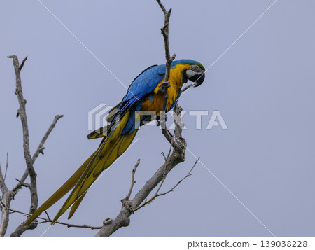 A yellow and blue macaw perched in a tree A yellow and blue macaw perched in a tree 139038228