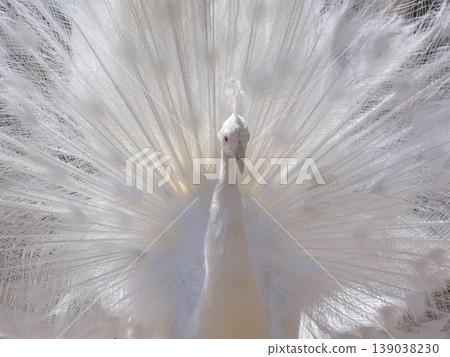 A beautiful white peacock with its tail fanned out 139038230