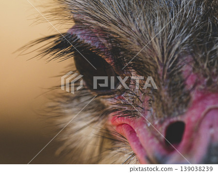 close-up ostrich portrait close-up ostrich portrait 139038239