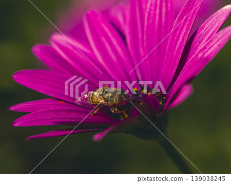 a bee on a flower a bee on a flower 139038245