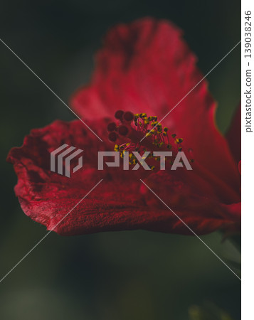 beautiful flower in the nature 139038246