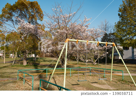Springtime park playground equipment - swings and cherry blossoms Springtime park playground equipment - swings and cherry blossoms 139038711