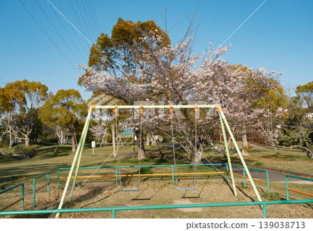 Springtime park playground equipment - swings and cherry blossoms Springtime park playground equipment - swings and cherry blossoms 139038713