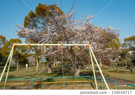 Springtime park playground equipment - swings and cherry blossoms Springtime park playground equipment - swings and cherry blossoms 139038717