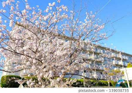 Cherry blossoms in full bloom in the housing complex 139038735