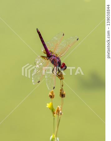 red dragonfly in the forest red dragonfly in the forest 139038844