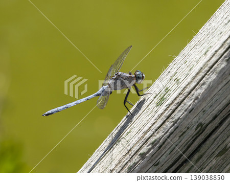 blue dragonfly in the forest 139038850