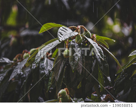 loquat tree wet in the rain loquat tree wet in the rain 139038851