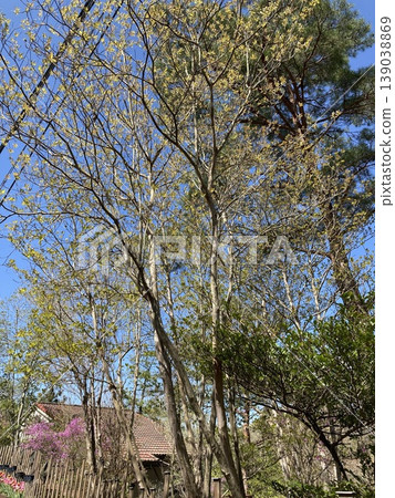 A lush green landscape of spring, with budding leaves against a blue sky, a grove of trees with delicate young leaves, and a striking red roof. 139038869