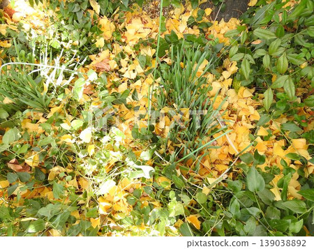 Ginkgo leaves fallen and green wildflowers sprouting from the ground. Ginkgo leaves fallen and green wildflowers sprouting from the ground. 139038892