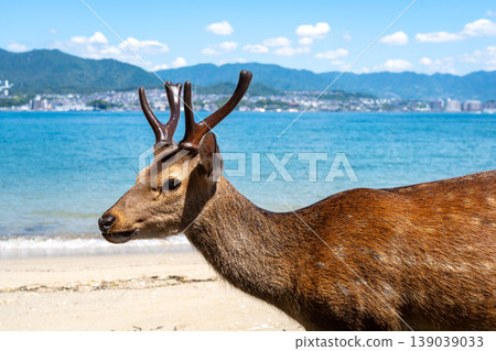 Wild deer by the bay of Miyajima Island, Japan Wild deer by the bay of Miyajima Island, Japan 139039033
