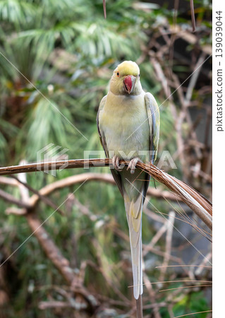 Rose-ringed parakeet perched on a branch on Kangaroo Island, Australia 139039044