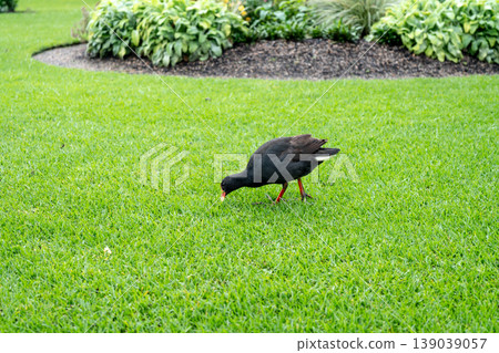 Australian black moorhen at the Royal Botanic Garden in Sydney, Australia 139039057