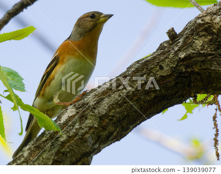 A female brambling perched on a tree branch: A springtime natural scene. A female brambling perched on a tree branch: A springtime natural scene. 139039077