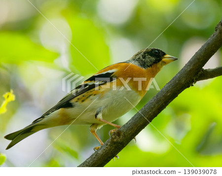 A beautiful male brambling perched on a branch of fresh green leaves - a spring wild bird. A beautiful male brambling perched on a branch of fresh green leaves - a spring wild bird. 139039078