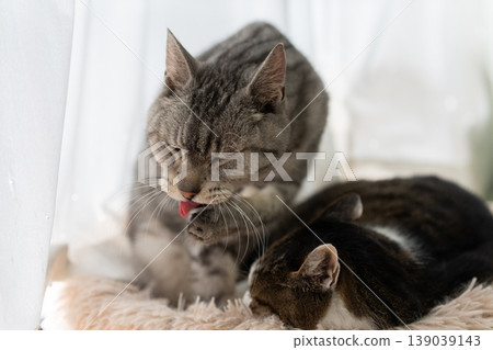 Two relaxing cats, Kijitra and Sabatra cats Two relaxing cats, Kijitra and Sabatra cats 139039143