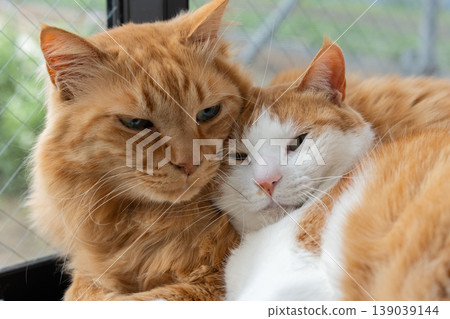 Two cats relaxing by the window Two cats relaxing by the window 139039144