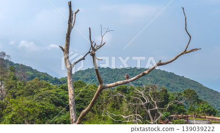 April 19 2026 Solitary Bird On Bare Mountain Tree April 19 2026 Solitary Bird On Bare Mountain Tree 139039222