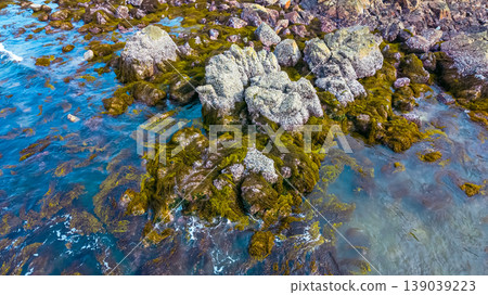 April 19 2026 the Port Shelter Intertidal Rocky Shore 139039223