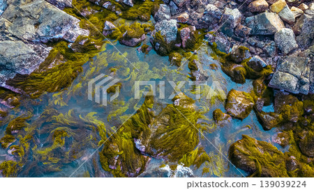 April 19 2026 the Port Shelter Intertidal Rocky Shore 139039224