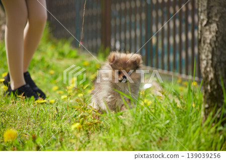 A scene of a middle school girl walking her cute Pomeranian puppy in a park in spring. A scene of a middle school girl walking her cute Pomeranian puppy in a park in spring. 139039256