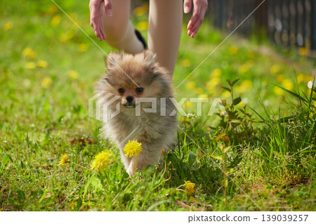 A scene of a middle school girl walking her cute Pomeranian puppy in a park in spring. A scene of a middle school girl walking her cute Pomeranian puppy in a park in spring. 139039257