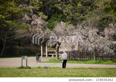 A middle-aged housewife walking her dog in a park where cherry blossoms are in full bloom in spring. A middle-aged housewife walking her dog in a park where cherry blossoms are in full bloom in spring. 139039262