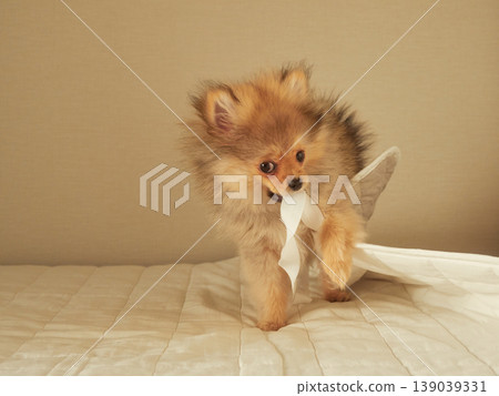一隻可愛的博美幼犬在家裡的床上快樂地玩耍。 一隻可愛的博美幼犬在家裡的床上快樂地玩耍。 139039331