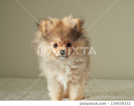 一隻可愛的博美幼犬在家裡的床上快樂地玩耍。 一隻可愛的博美幼犬在家裡的床上快樂地玩耍。 139039332