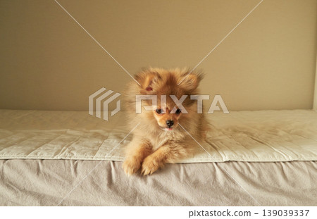 A cute Pomeranian puppy playing happily on the bed at home. A cute Pomeranian puppy playing happily on the bed at home. 139039337