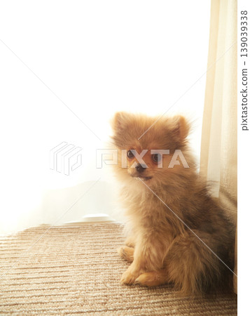 A cute Pomeranian puppy playing by the window in the bedroom at home. A cute Pomeranian puppy playing by the window in the bedroom at home. 139039338